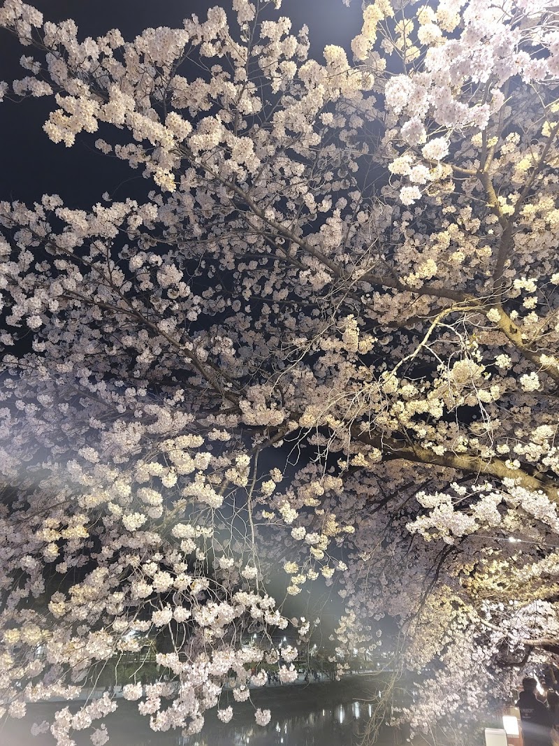 우이천 산책로 벚꽃길 - 수유동, 강북구 (관련이미지)