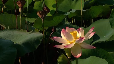 삼락생태공원 벚꽃길