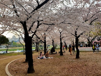 금호강 산격대교 인근 꽃보라축제 장소